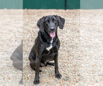 Small #3 Labrador Retriever Mix