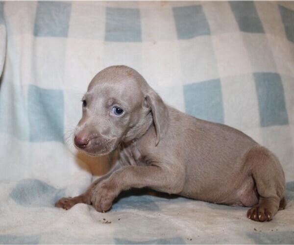 Medium Photo #2 Weimaraner Puppy For Sale in BLMGTN, IN, USA