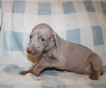 Small #1 Weimaraner