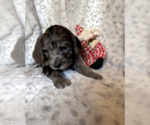 Small Photo #3 Aussiedoodle-Poodle (Standard) Mix Puppy For Sale in COMMERCE, MI, USA