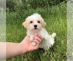 Small Photo #12 Havanese Puppy For Sale in HOUSTON, TX, USA