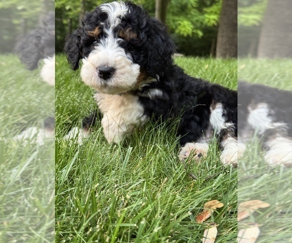 Medium Photo #4 Bernedoodle (Miniature) Puppy For Sale in DENVER, PA, USA