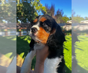 Cavalier King Charles Spaniel Puppy for Sale in SANTA ROSA, California USA