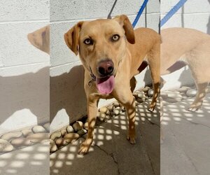 Labrador Retriever Dogs for adoption in Newport Beach, CA, USA