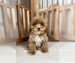 Cavapoo-Poodle (Toy) Mix Puppy for sale in LOS ANGELES, CA, USA