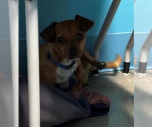 Chug Dogs for adoption in Houston, TX, USA