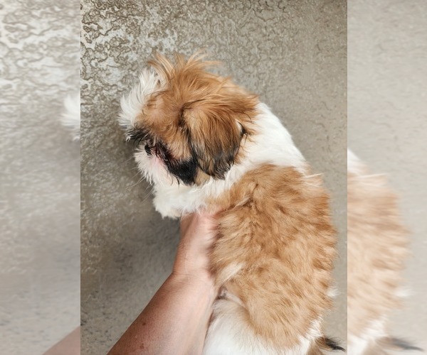 Medium Photo #2 Shih Tzu Puppy For Sale in WESLEY CHAPEL, FL, USA