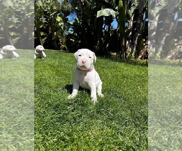 Medium Photo #1 Dogo Argentino Puppy For Sale in VISTA, CA, USA