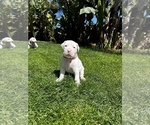 Small Photo #1 Dogo Argentino Puppy For Sale in VISTA, CA, USA