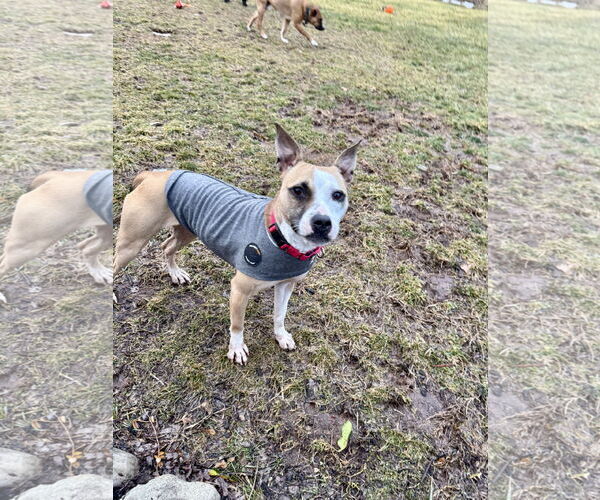 Medium Photo #7 Chihuahua-Unknown Mix Puppy For Sale in Doylestown, PA, USA