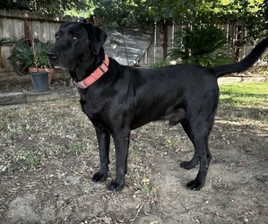 Father of the Labrador Retriever puppies born on 05/16/2025