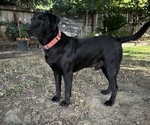 Small Photo #1 Labrador Retriever Puppy For Sale in CLOVIS, CA, USA