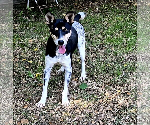 Medium Photo #2 Mutt Puppy For Sale in Jackson, MS, USA