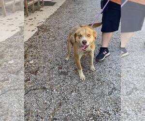 Ace - Male Mutt Dog for Adoption