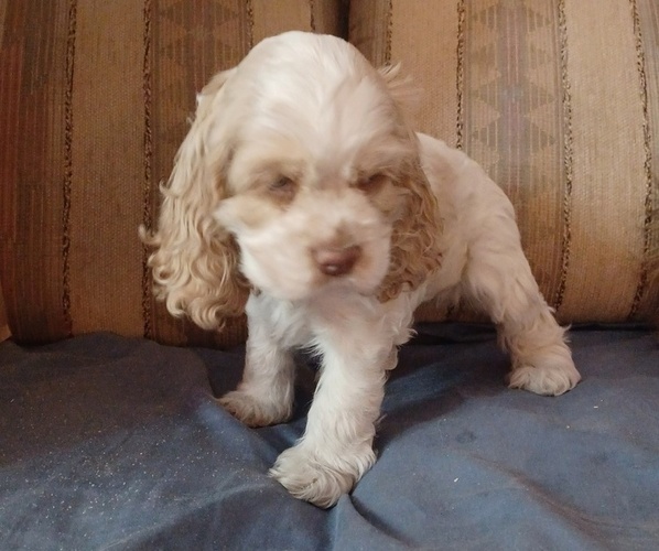Medium Photo #1 Cocker Spaniel Puppy For Sale in LOS LUNAS, NM, USA