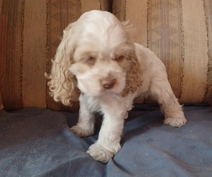 Cocker Spaniel Puppy for sale in LOS LUNAS, NM, USA