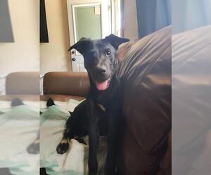 German Shepherd Dog-Unknown Mix Dogs for adoption in San Antonio, TX, USA