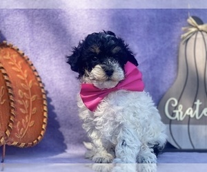 YorkiePoo Puppy for sale in LANCASTER, PA, USA