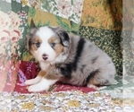 Small Photo #18 Miniature Australian Shepherd Puppy For Sale in HARRISON, OH, USA