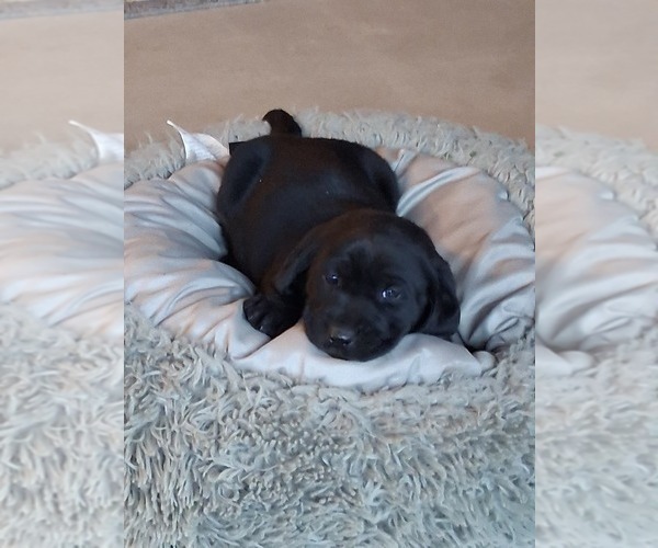 Medium Photo #11 Labrador Retriever Puppy For Sale in CLIFTON, KS, USA