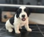 Puppy Moose Tracks Miniature Bernedoodle