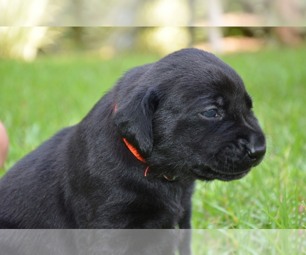 Medium Photo #13 Labrador Retriever Puppy For Sale in RICHMOND HILL, GA, USA