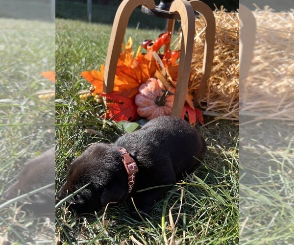 Medium Photo #5 Labrador Retriever Puppy For Sale in NEOLA, WV, USA
