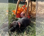 AKC Labs - Female Labrador Retriever Puppy for Sale - Photo #5