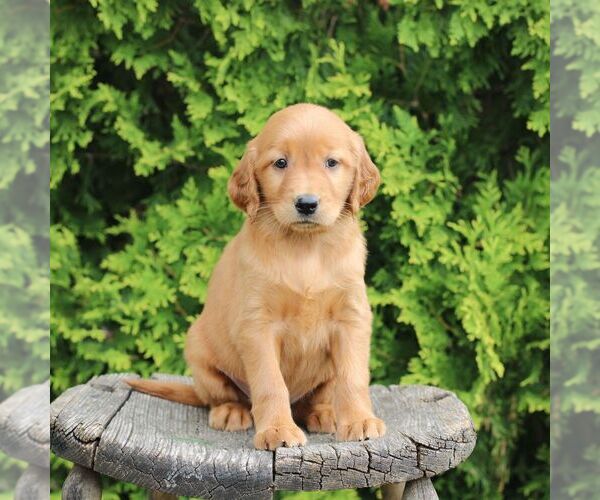 Medium Photo #4 Golden Irish Puppy For Sale in BLAIN, PA, USA
