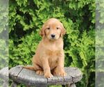Small #3 Golden Irish
