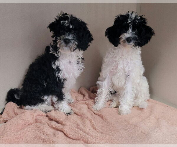 Medium Photo #1 Mutt Puppy For Sale in Lexington Park, MD, USA