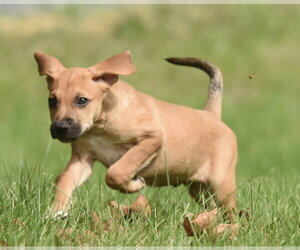 Linus - Male Australian Shepherd-Beagle Mix Dog for Adoption - Photo #5