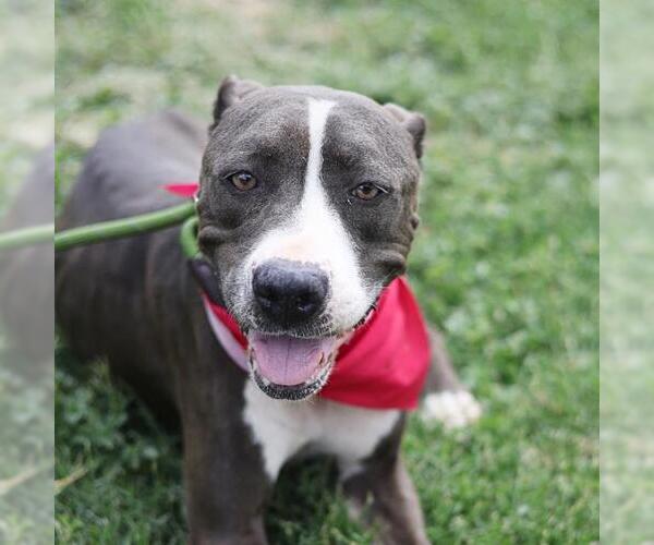 Medium Photo #1 American Staffordshire Terrier-Unknown Mix Puppy For Sale in San Antonio, TX, USA