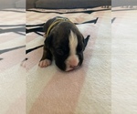 Small Photo #7 Boxer Puppy For Sale in WAUCHULA, FL, USA