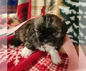 Medium Shih Tzu