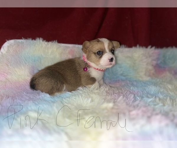 Medium Photo #1 Pembroke Welsh Corgi Puppy For Sale in DOBSON, NC, USA