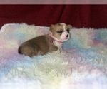 Small Photo #1 Pembroke Welsh Corgi Puppy For Sale in DOBSON, NC, USA