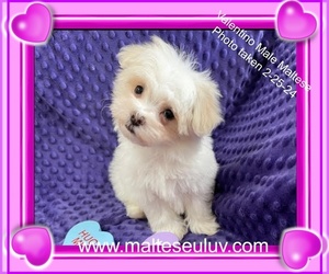 Maltese Puppy for sale in SILVERHILL, AL, USA