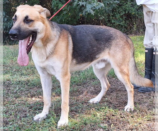 Medium Photo #2 German Shepherd Dog-Unknown Mix Puppy For Sale in Wetumpka, AL, USA