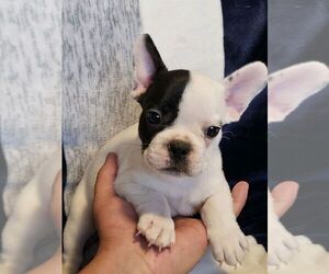 French Bulldog Puppy for sale in COLORADO SPRINGS, CO, USA