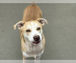 Labrador Retriever-Unknown Mix Dogs for adoption in Tulsa, OK, USA