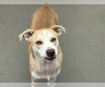 Small Labrador Retriever Mix