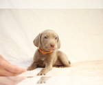 Small Photo #9 Weimaraner Puppy For Sale in HEMET, CA, USA