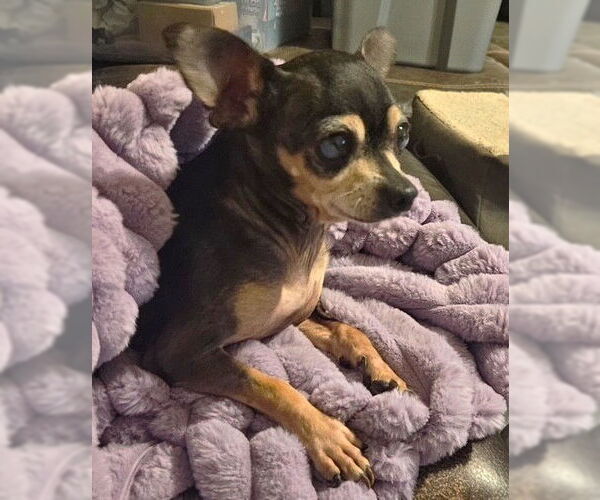 Medium Photo #4 Chihuahua Puppy For Sale in Boonton, NJ, USA