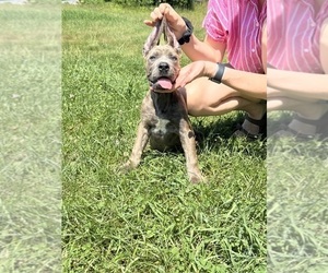 Medium Cane Corso
