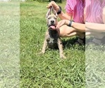 Puppy Puppy 2 Cane Corso