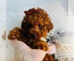 Small #7 Poodle (Toy)