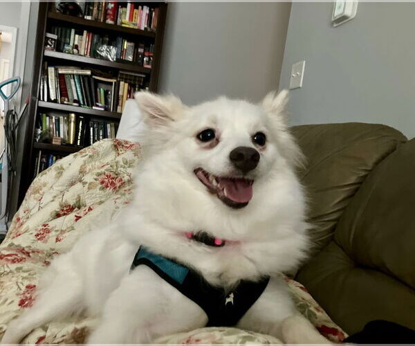 Medium Photo #8 Pomimo Puppy For Sale in Mooresville, NC, USA