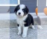 Small #3 Australian Shepherd