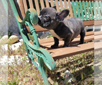 Puppy 1 French Bulldog